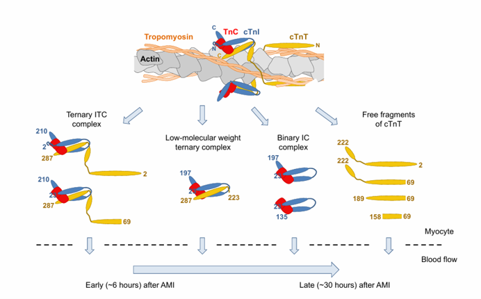 Troponin-Complex-Dependen... undefined