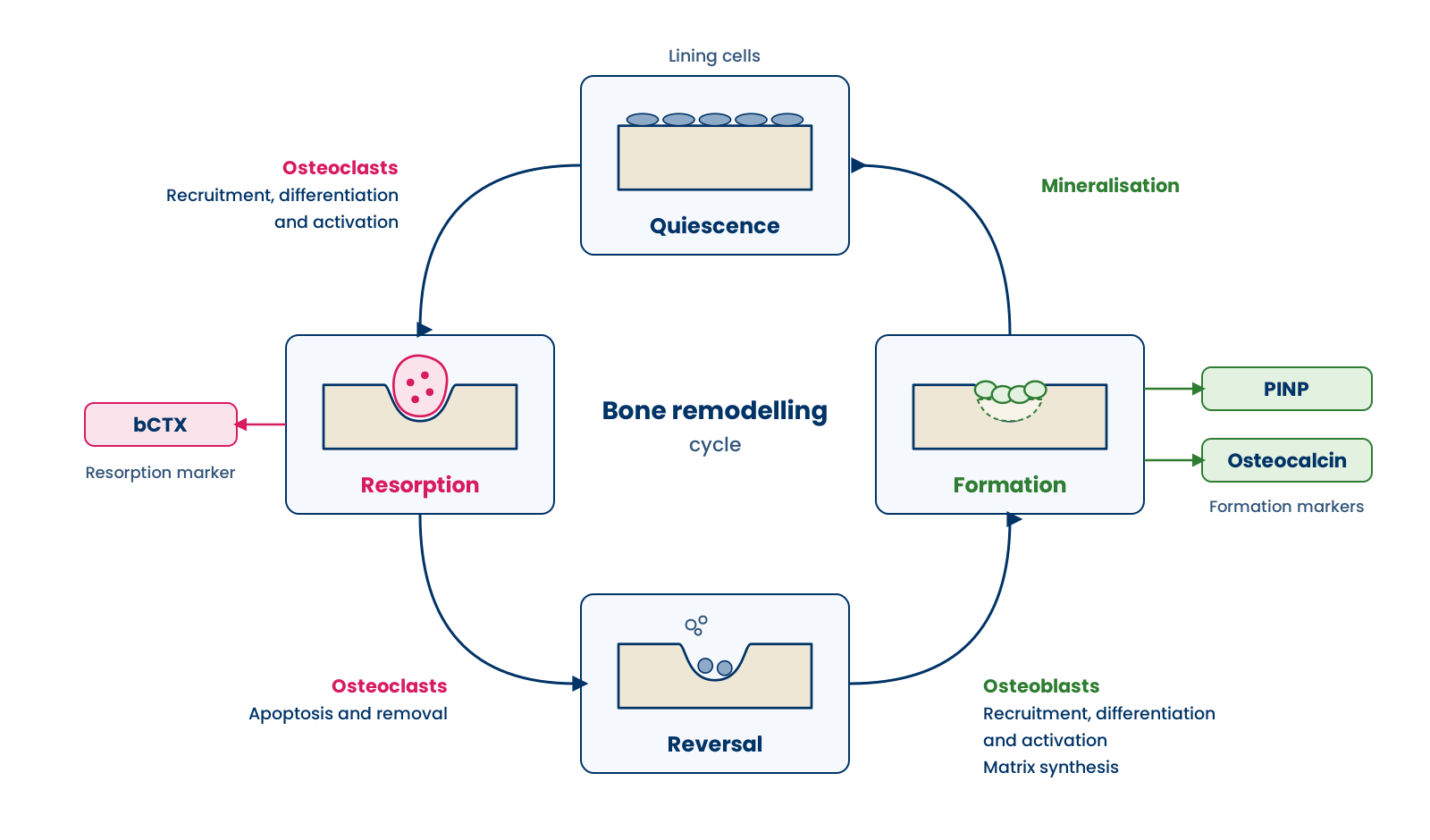 Bone_remodelling_cycle_12... undefined